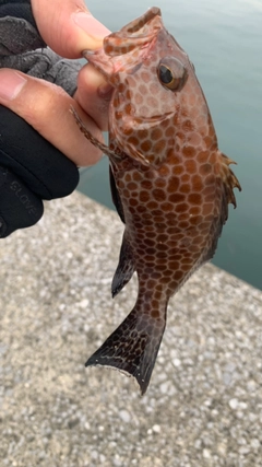 オオモンハタの釣果