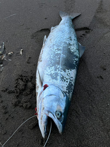 サクラマスの釣果