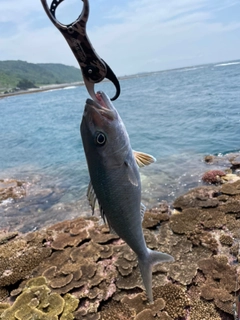 オキナワキチヌの釣果