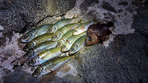 マアジの釣果