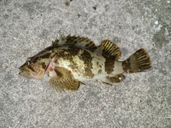 タケノコメバルの釣果