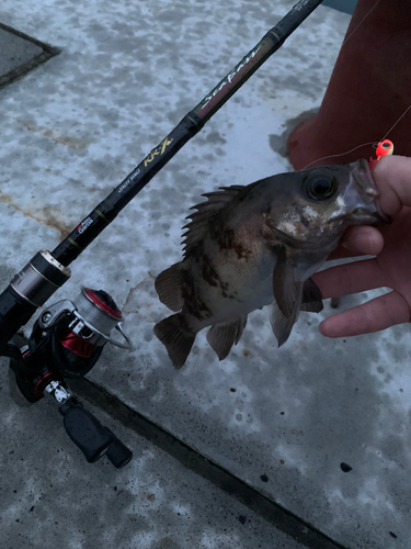 チャメバルの釣果