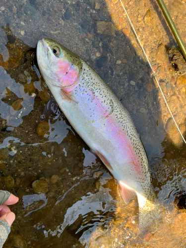 ニジマスの釣果