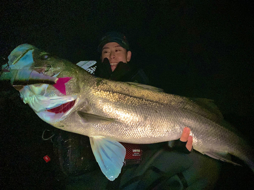 スズキの釣果