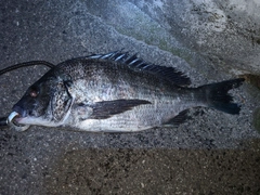 クロダイの釣果