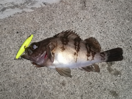 メバルの釣果