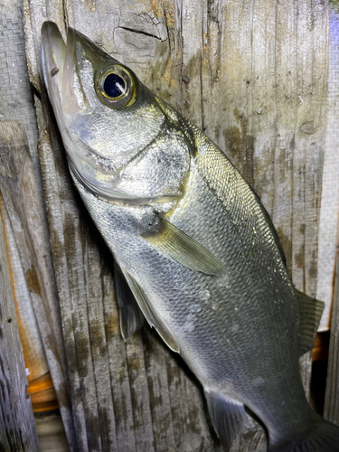 セイゴ（マルスズキ）の釣果