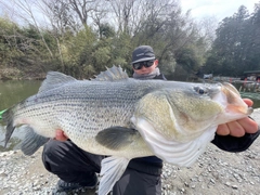 ストライパーの釣果