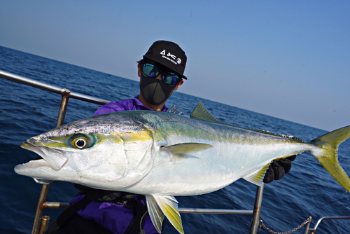 ブリの釣果