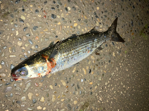 ボラの釣果