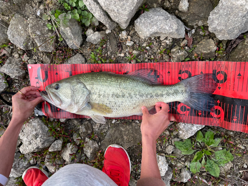 ブラックバスの釣果