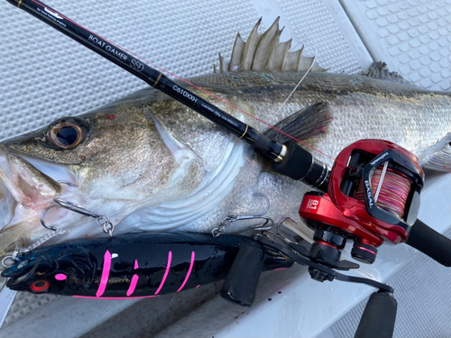 シーバスの釣果