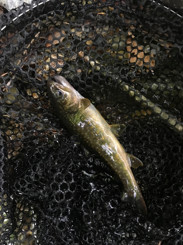 イワナの釣果