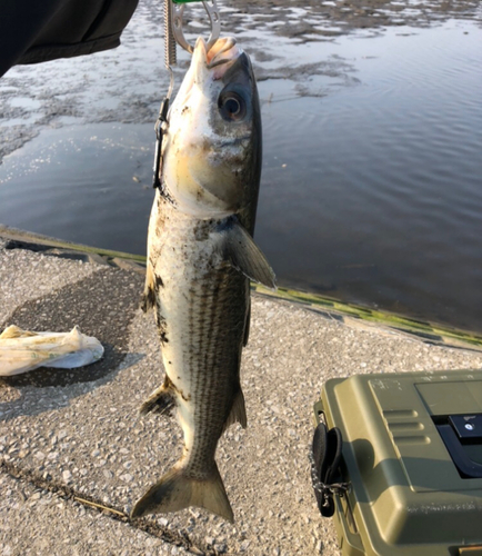 ボラの釣果