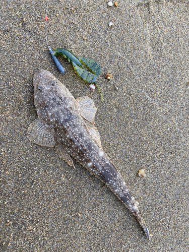 マゴチの釣果