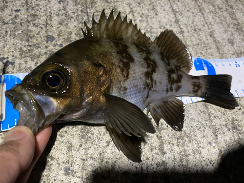 メバルの釣果