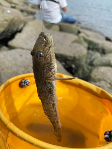 ハゼの釣果