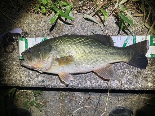 ブラックバスの釣果