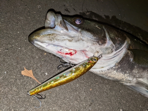 マルスズキの釣果