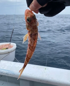 ヒメの釣果