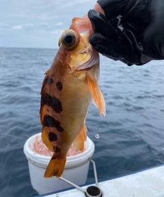 オキメバルの釣果