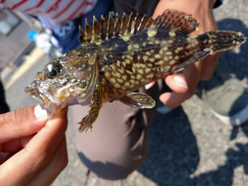 カサゴの釣果