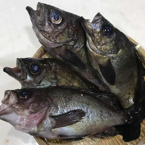 メバルの釣果