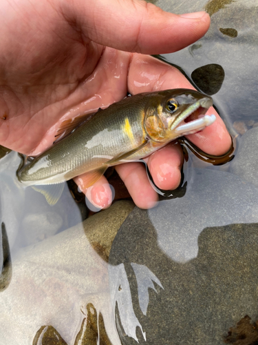 アユの釣果