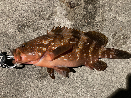 アコウの釣果