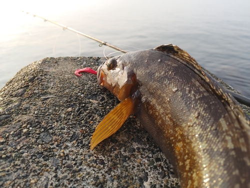 アイナメの釣果