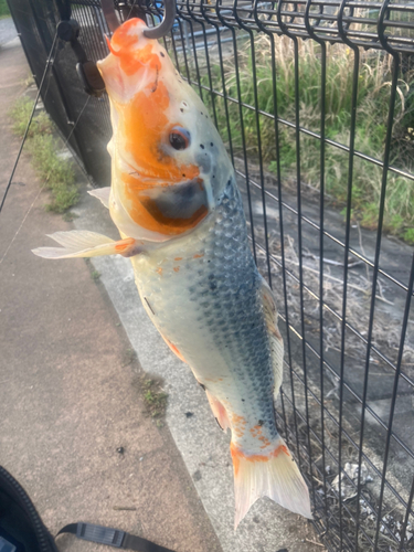 コイの釣果