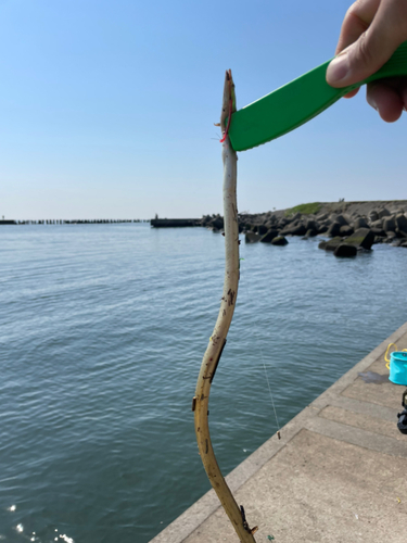 ダイナンウミヘビの釣果