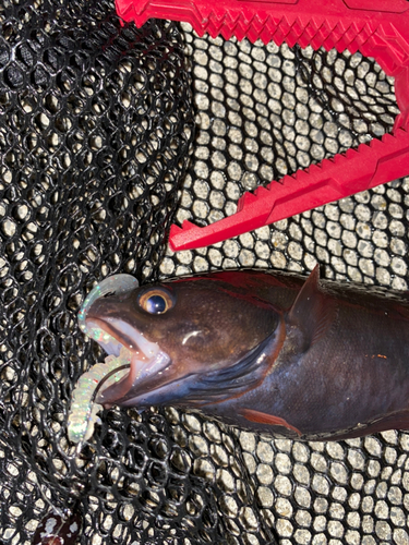 ドンコの釣果