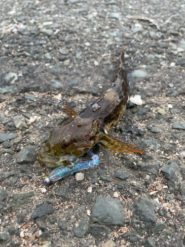 ハゼの釣果