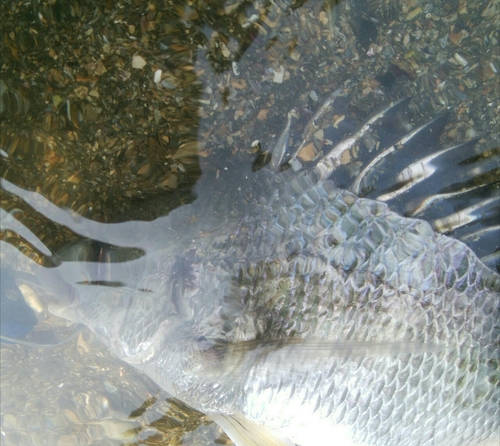 キビレの釣果