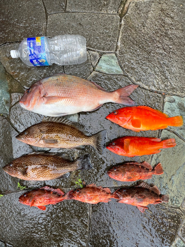 アカハタの釣果