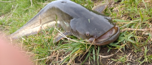 ナマズの釣果