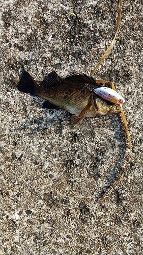 アカメバルの釣果