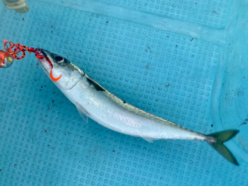 サバの釣果