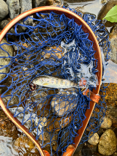 アマゴの釣果