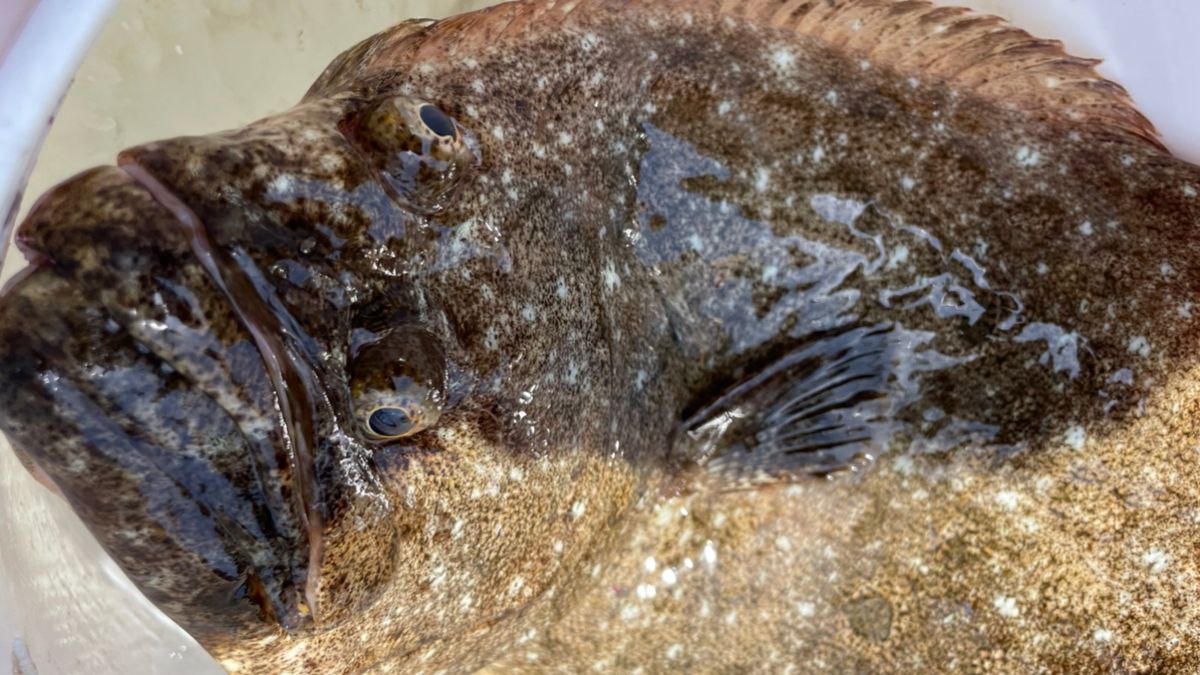 静岡乃風さんの釣果 2枚目の画像