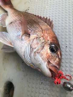 マダイの釣果