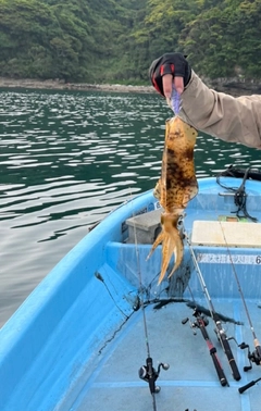 アオリイカの釣果