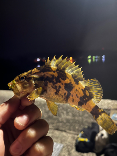 タケノコメバルの釣果