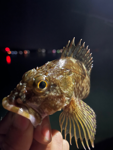 アラカブの釣果