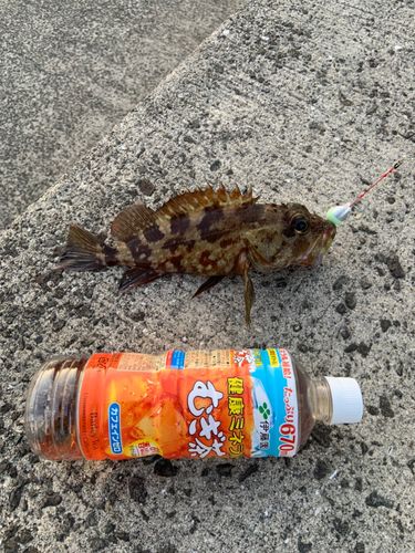 アラカブの釣果