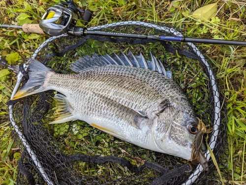 キビレの釣果