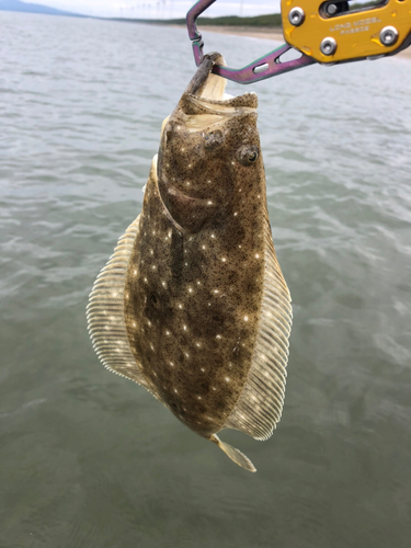 ソゲの釣果