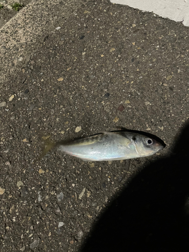 マアジの釣果