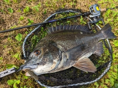 クロダイの釣果